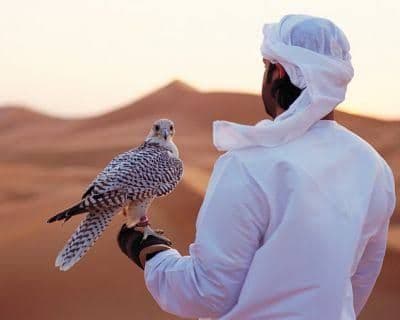 Falcon perched on a gloved hand in the desert