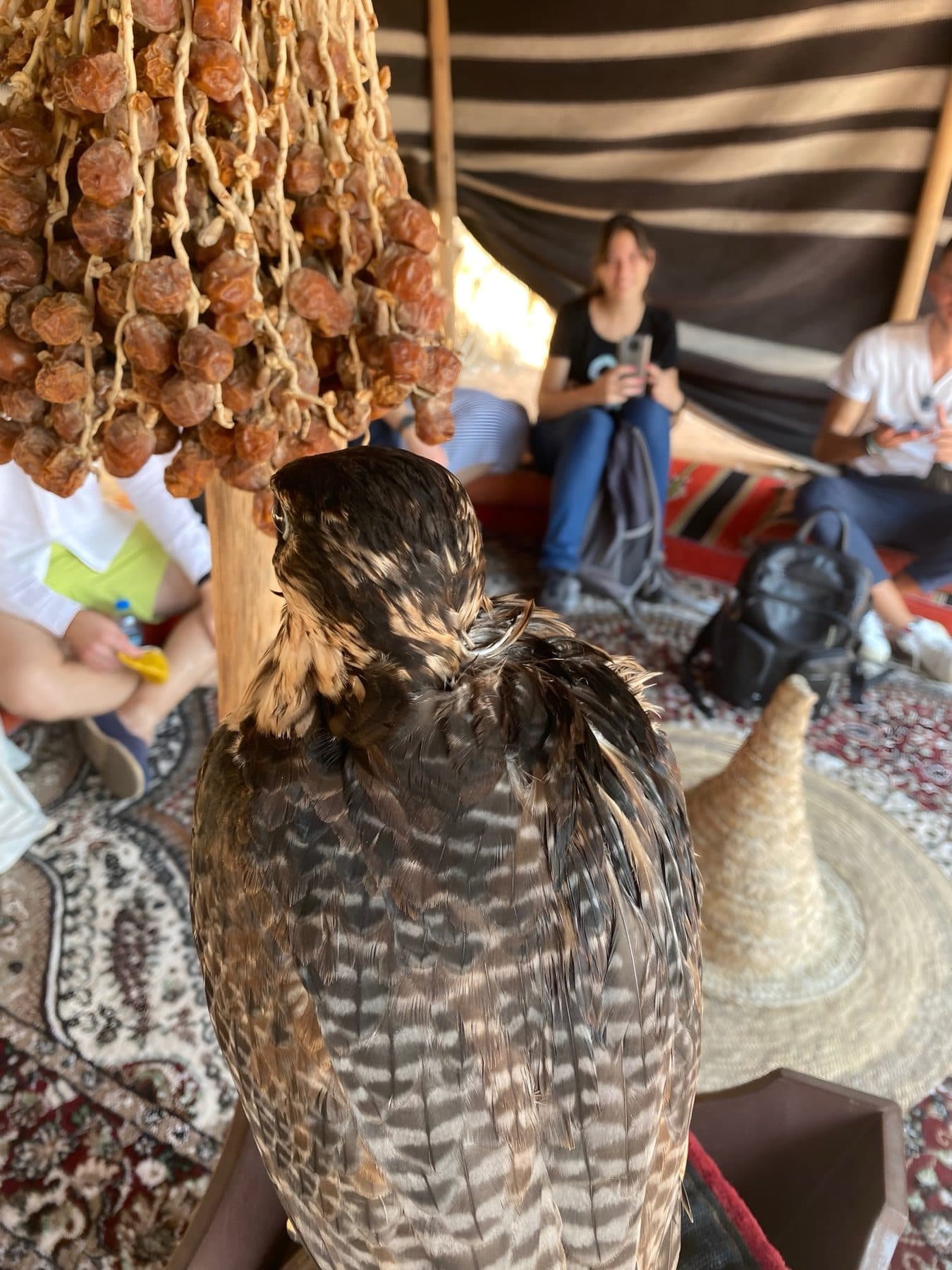 A falcon on its perch beside hanging dates in a traditional striped tent, with guests seated behind
